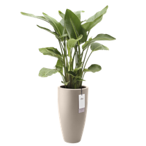 june round high 30cm greige